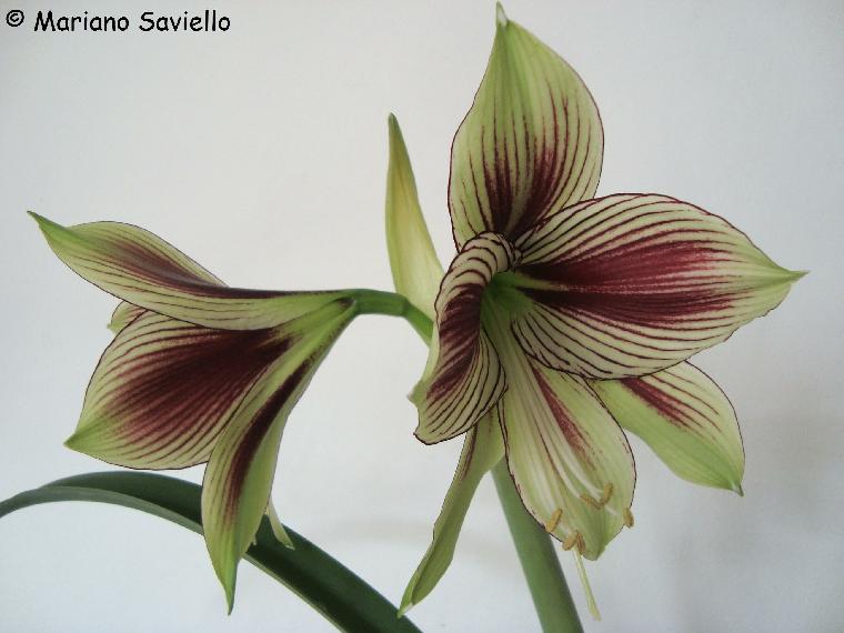 Butterfly Amaryllis